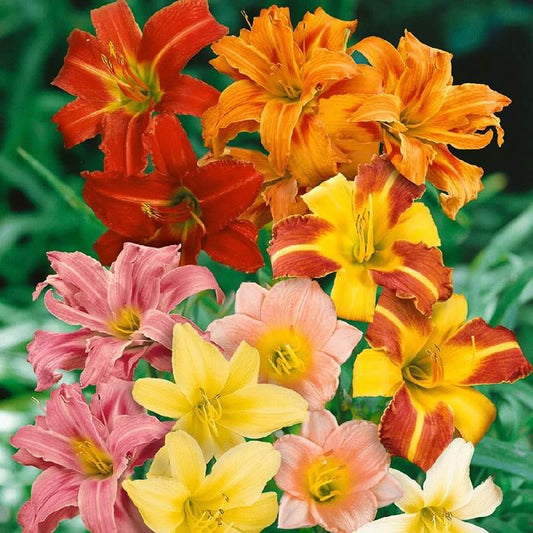 Day Lily Bulb – Mix Colours