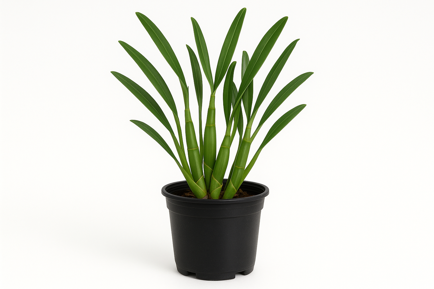 Dendrobium orchid plant in black grow pot without flower with plain background