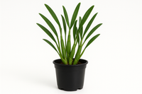 Dendrobium orchid plant in black grow pot without flower with plain background