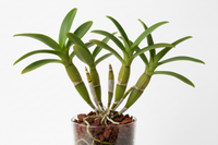 Dendrobium Serene Chang Red - plant without flower