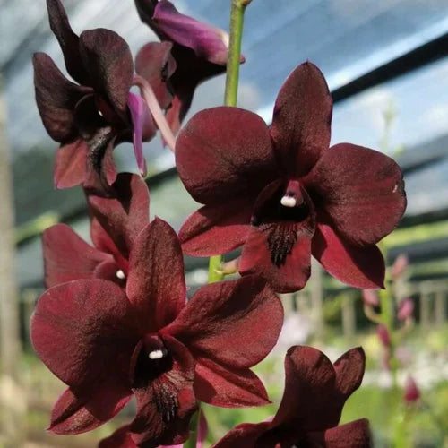 Orchid - Dendrobium Bom x Udomsri x Jack Consert (Blooming Size) - plant store® 