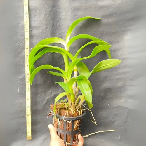 Orchid - Dendrobium Bom x Udomsri x Jack Consert (Blooming Size) - plant store® 