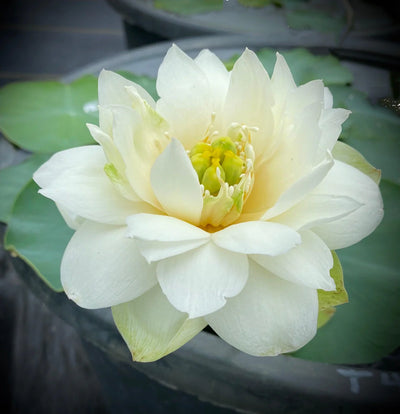 Crystal White Lotus Tuber