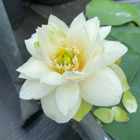 Crystal White Lotus Tuber