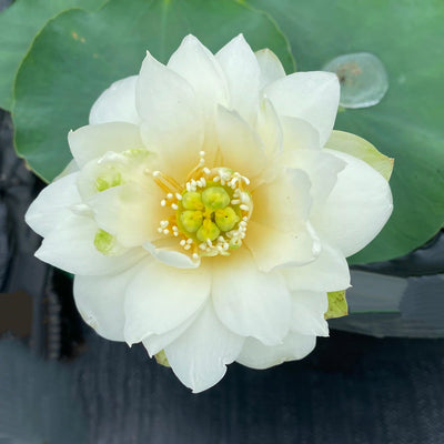 Crystal White Lotus Tuber