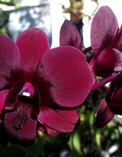 Dendrobium Airy Red dragon (Blooming Size)