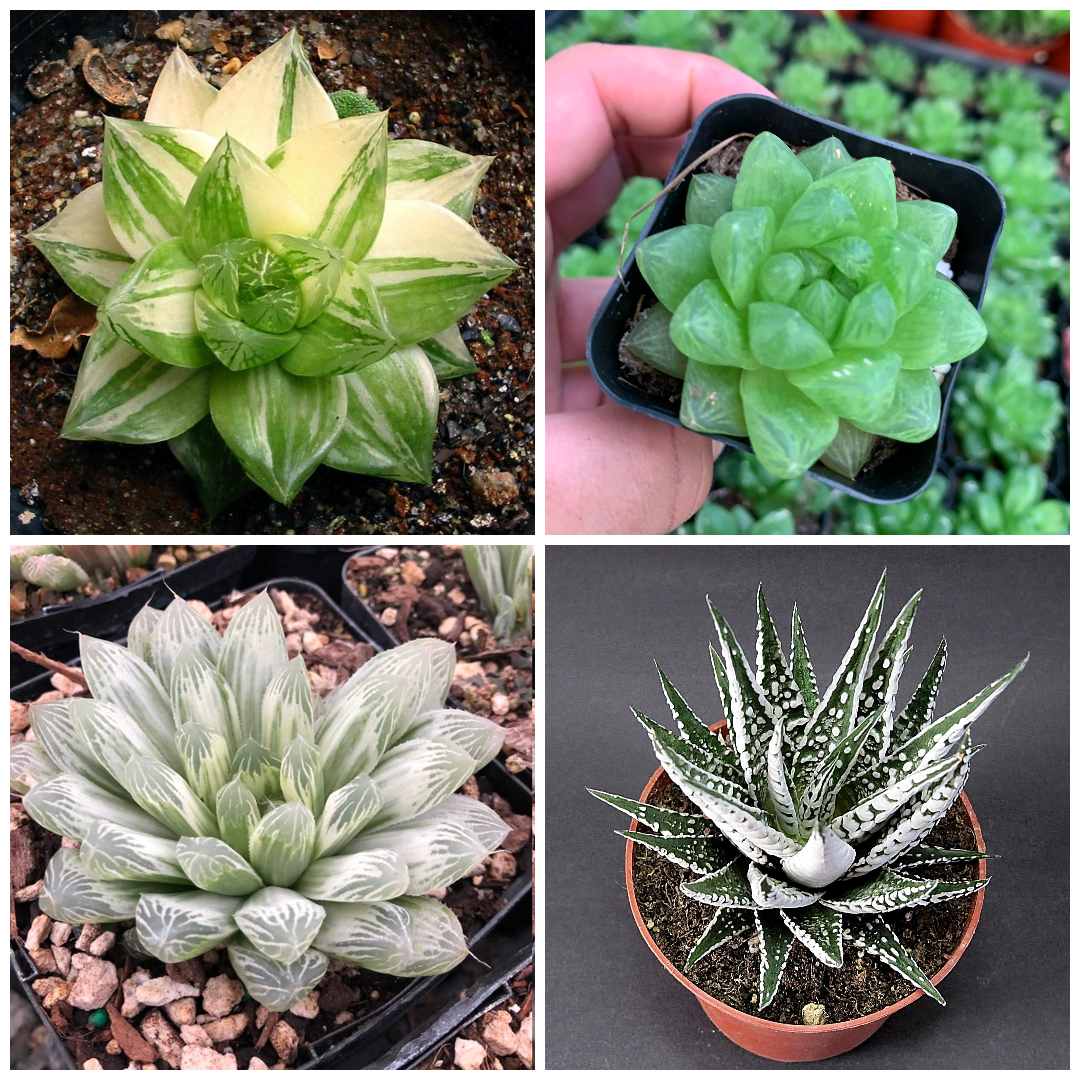 Haworthia Treasures: Rare Haworthia Collection - plant store® 