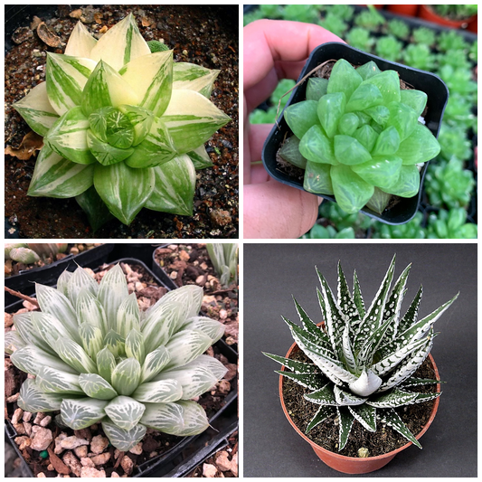 Haworthia Treasures: Rare Haworthia Collection