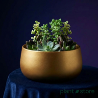 Noir Curve Planter
