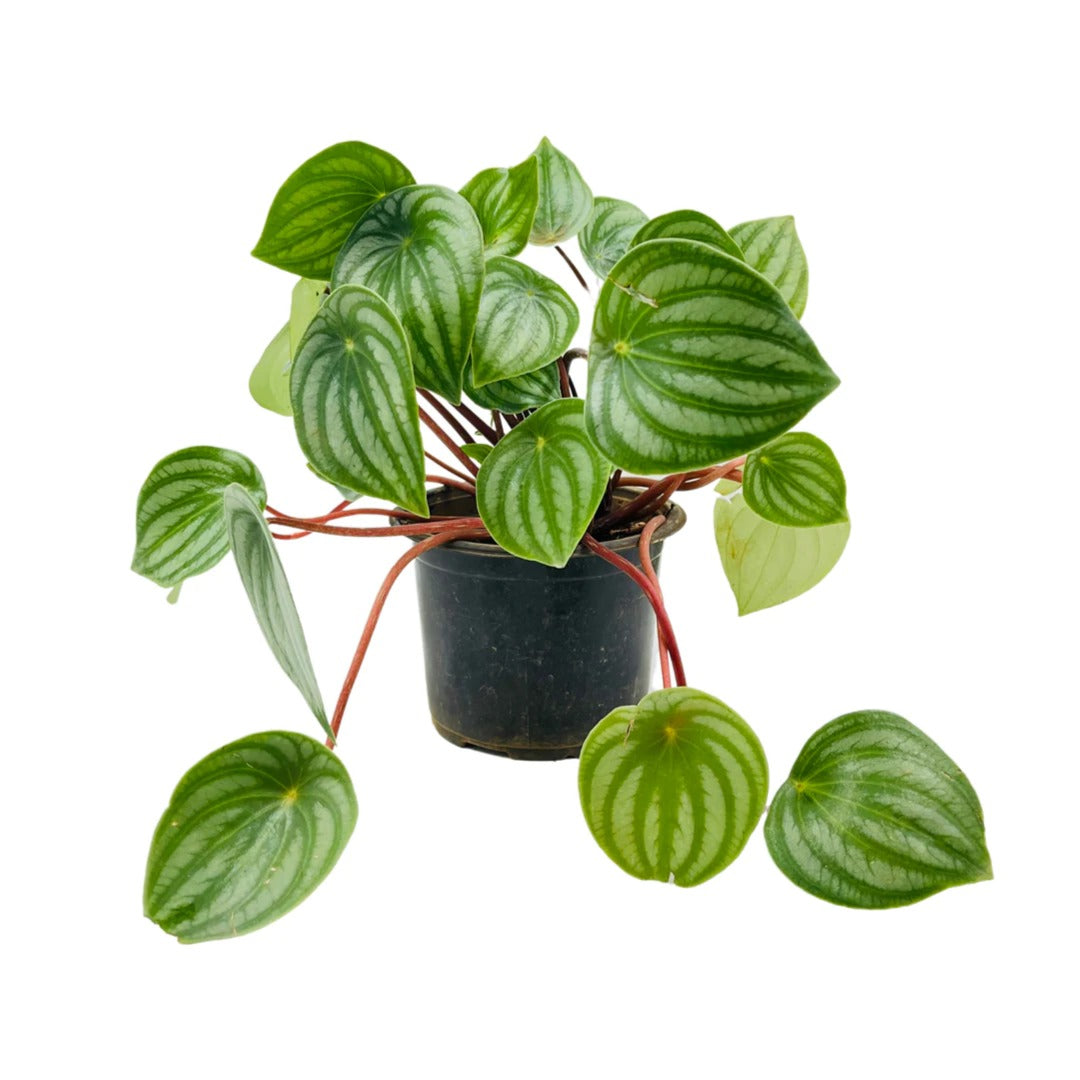 Watermelon Peperomia or Peperomia Argyreia Plant (Bare Rooted)