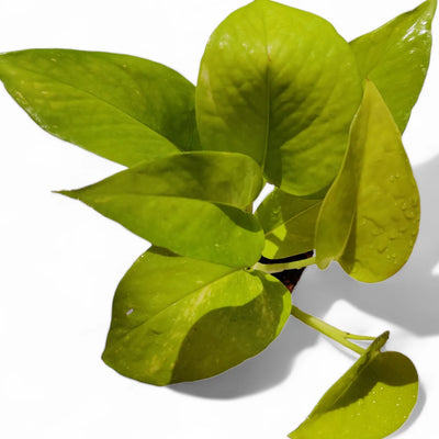 The Pure Living Plants Bundle – 5 Best Air Purifying Indoor Plants