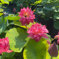 Drop Blood Lotus Tuber