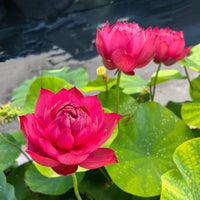 Drop Blood Lotus Tuber