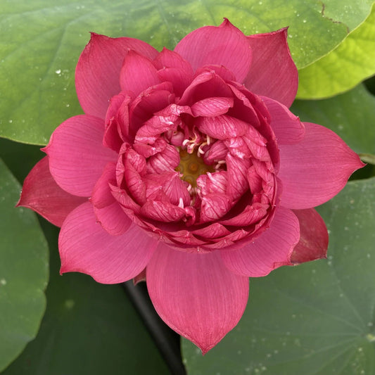 Drop Blood Lotus Tuber