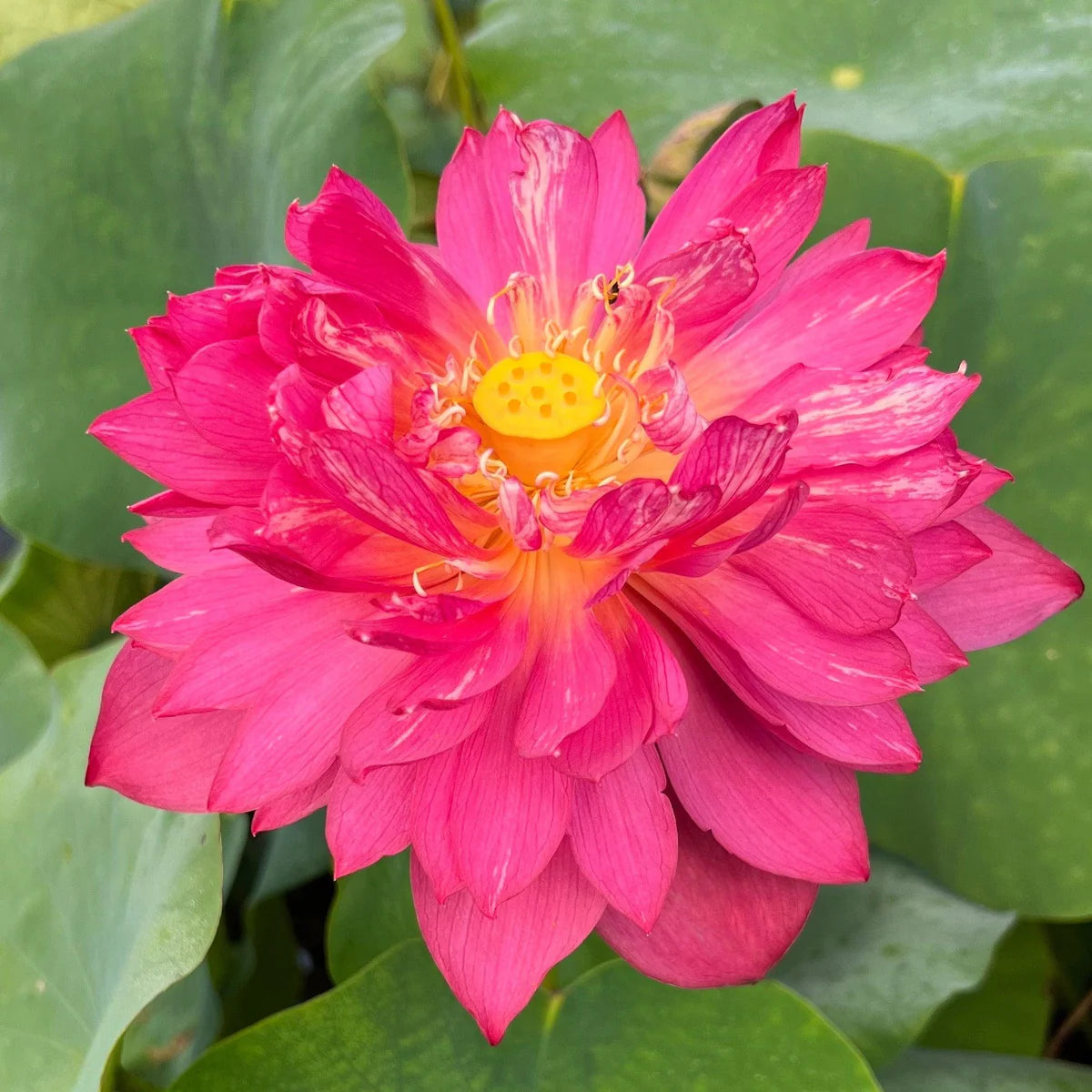 Drop Blood Lotus Tuber