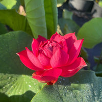 Drop Blood Lotus Tuber