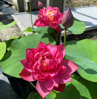 Drop Blood Lotus Tuber