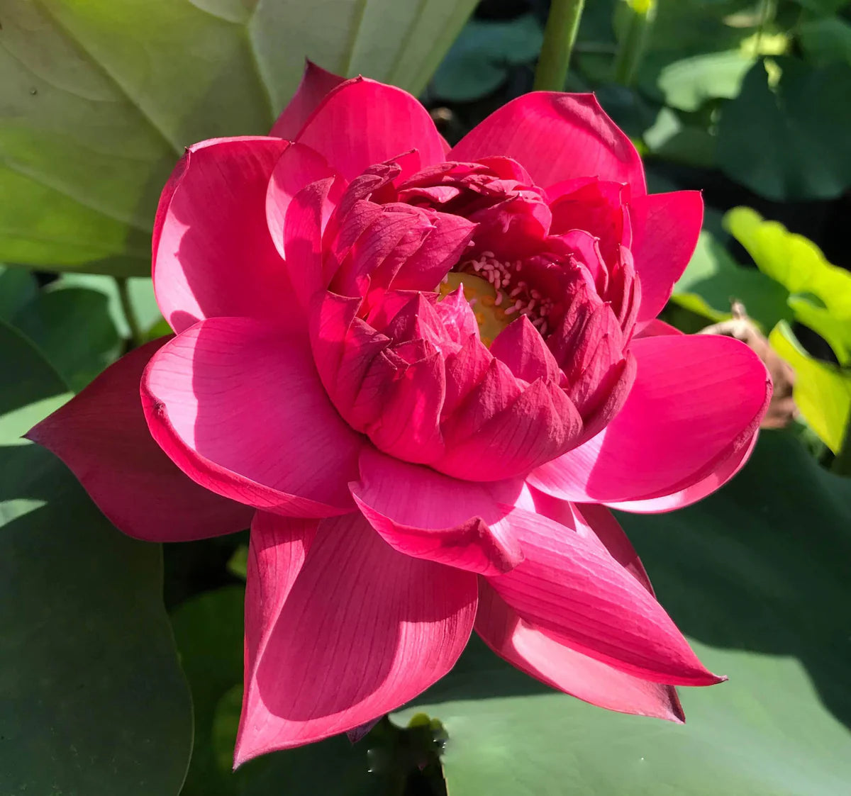 Drop Blood Lotus Tuber