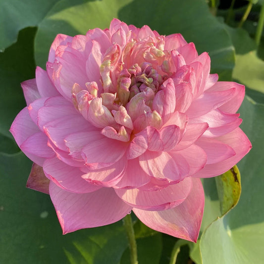 Peak of Pink Lotus Tuber