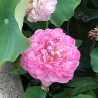 Peak of Pink Lotus Tuber