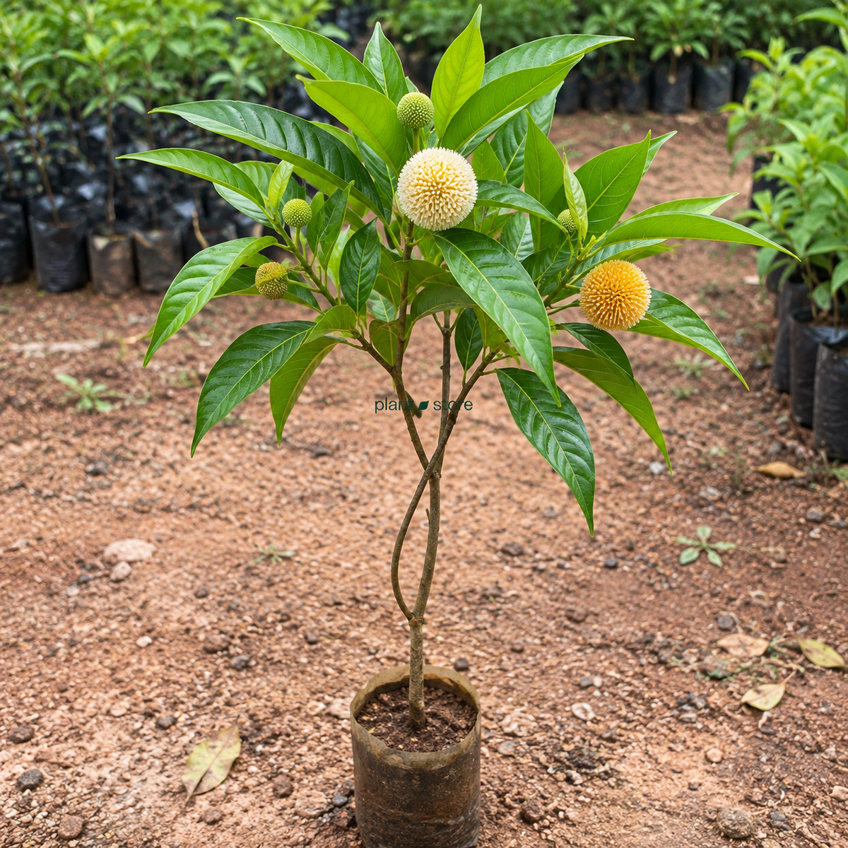 Dwarf Kadam Plant