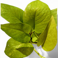 Money Plant Golden, Live Indoor Plant - plant store® 