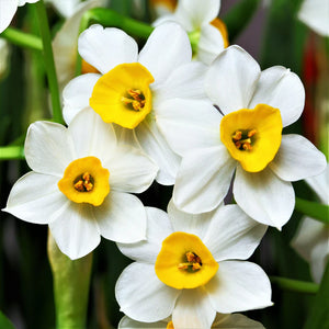 Daffodils (Nargis) Flower Bulbs