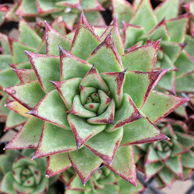 Echeveria Hybrid Agavoid Bare Rooted - plant store® 
