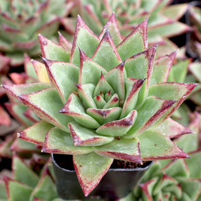 Echeveria Hybrid Agavoid Bare Rooted