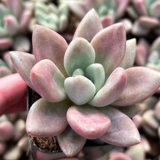 Pink Pachyphytum Hookeri (Bare Rooted)