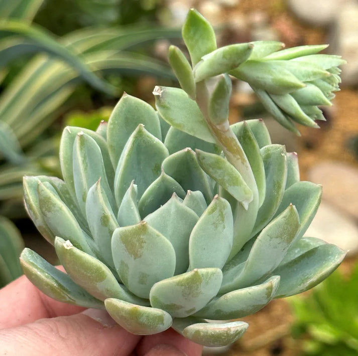 Echeveria Royal Green Bare Rooted (Plant it Yourself)