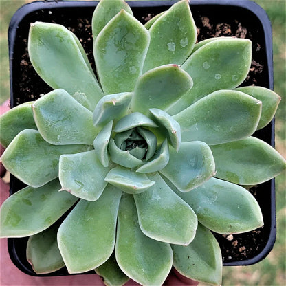 Echeveria Royal Green Bare Rooted (Plant it Yourself)