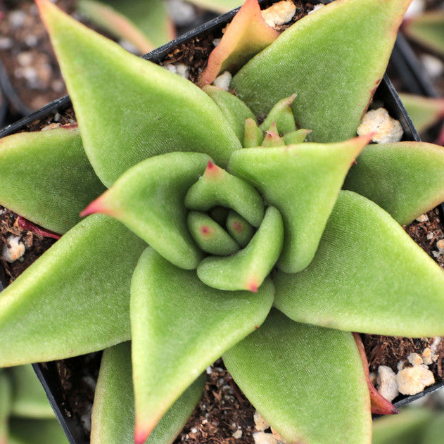 Echeveria Hybrid Agavoid Bare Rooted - plant store® 