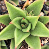 Echeveria Hybrid Agavoid Bare Rooted - plant store® 