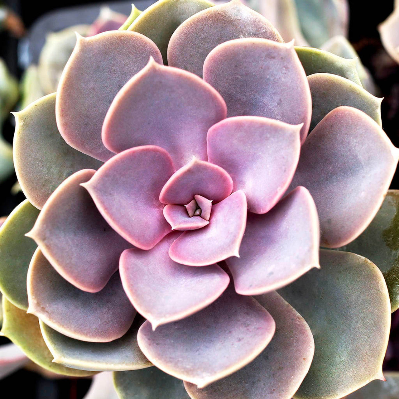 Echeveria Perle Von (Bare Rooted) - plant store® 