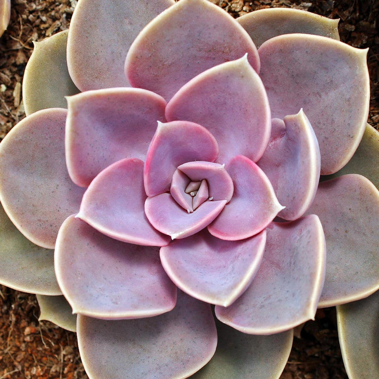 Echeveria Perle Von (Bare Rooted) - plant store® 