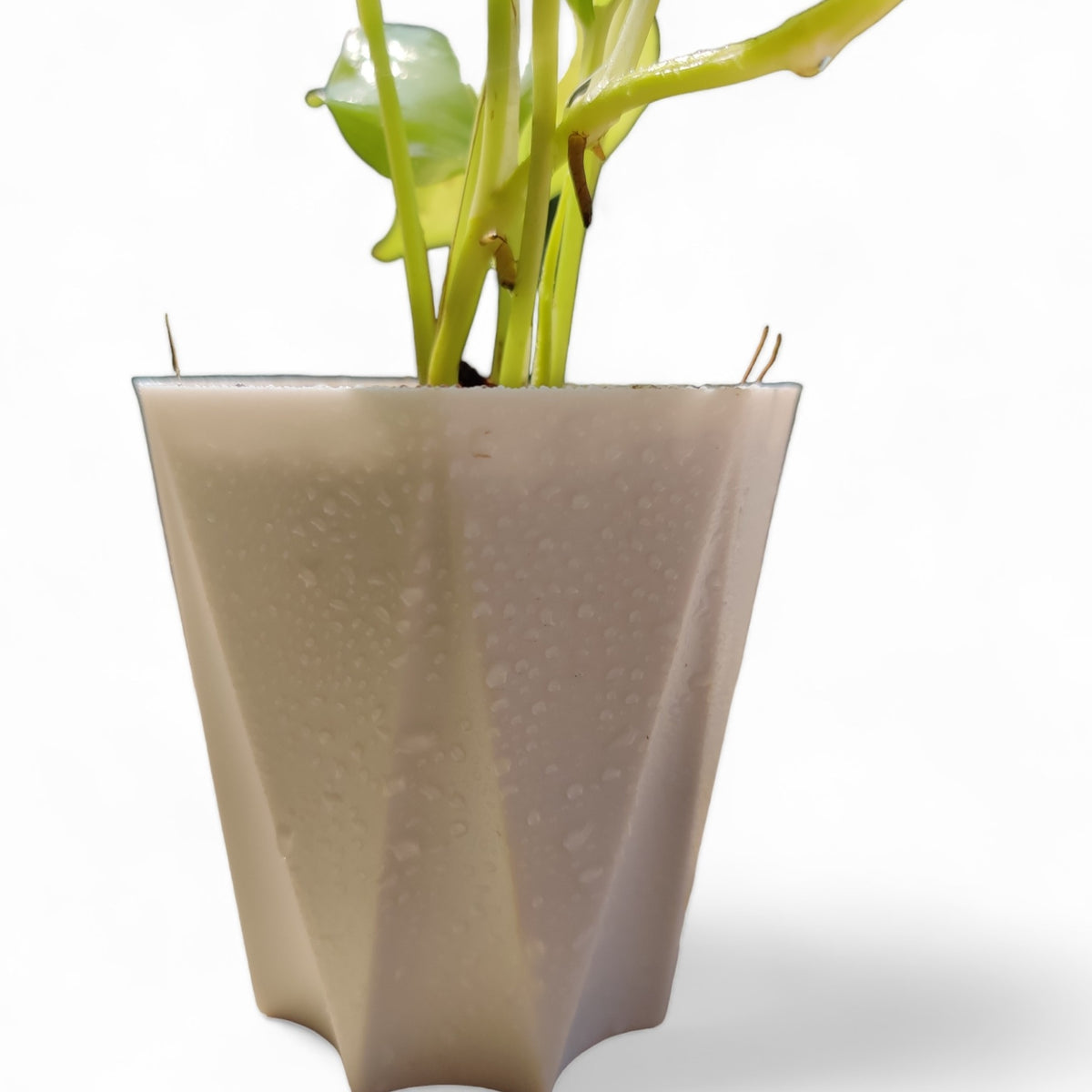 Money Plant Golden, Live Indoor Plant - plant store® 