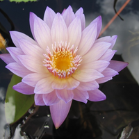 Anne Emmenet Tropical Waterlily