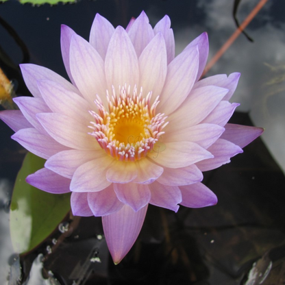 Anne Emmenet Tropical Waterlily
