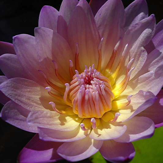 Anne Emmenet Tropical Waterlily