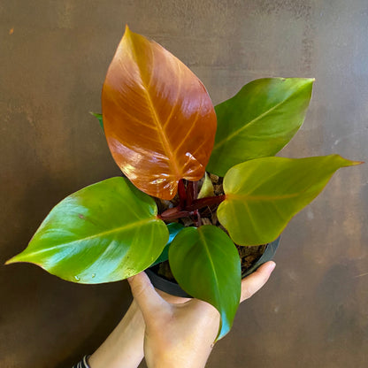 Philodendron Prince of Orange