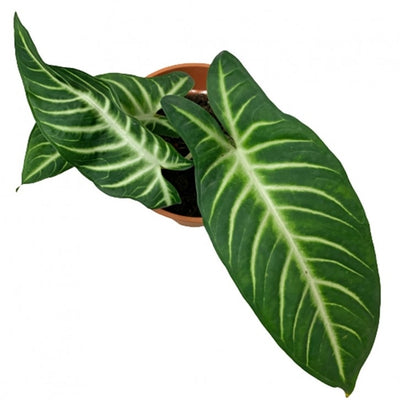 Caladium Lindenni