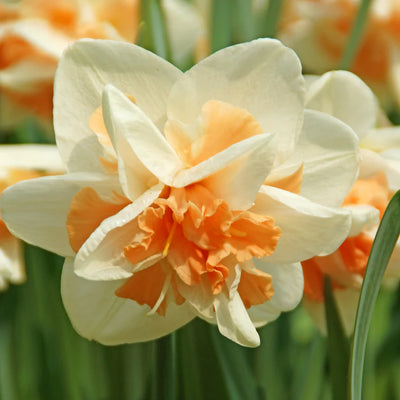 Daffodils – Mix Colour