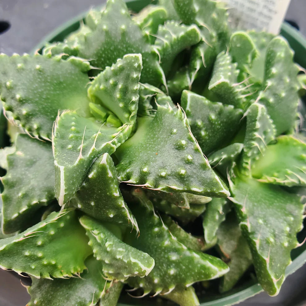 Faucaria Tigrina (Bare Rooted)