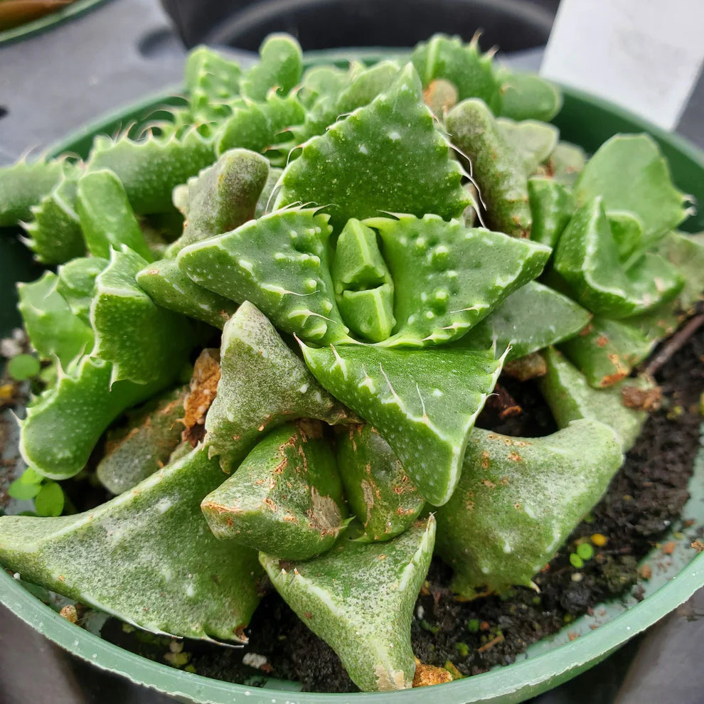 Faucaria Tigrina (Bare Rooted)