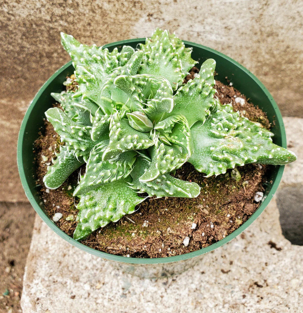 Faucaria Tigrina (Bare Rooted)