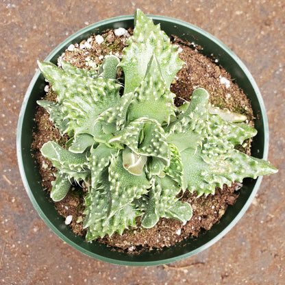 Faucaria Tigrina (Bare Rooted)