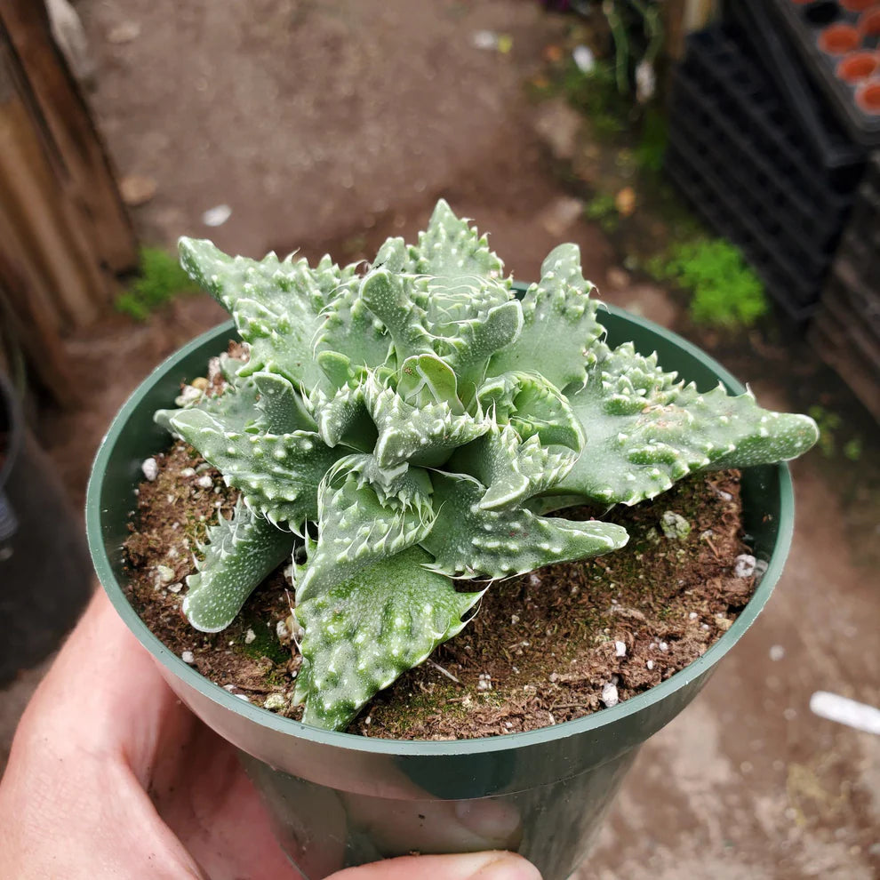 Faucaria Tigrina (Bare Rooted)