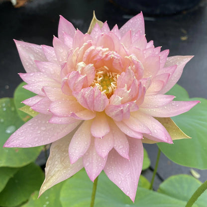 Feather Skirt Lotus Tuber