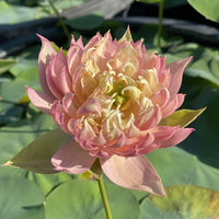 Feather Skirt Lotus Tuber